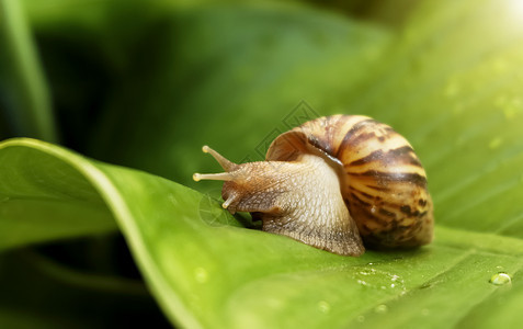 爬行蜗牛在清晨绿色的叶子上慢步行走假期野生动物图片