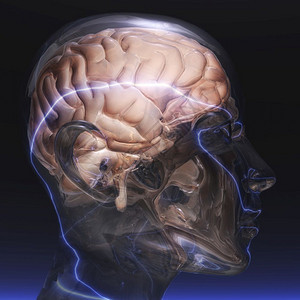 人类结构体神经脑的数字化可视图片