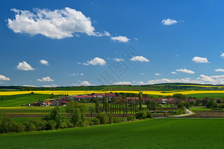 绿色优美风景美丽的春天风景有蓝空和阳光捷克共国欧洲蓝色的草景观背景