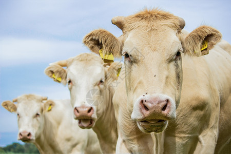 田园诗般的家畜三个棕色奶牛在天空前看镜头哺乳动物图片