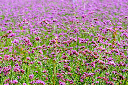 紫色花田美丽的马鞭草或紫顶花的背景在泰国碧差汶的考科马鞭草花田园农场漂亮的图片