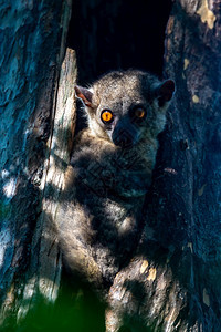 安全的一只小狐猴躲在树洞里看着小狐猴躲在树洞里看着空的眼睛图片