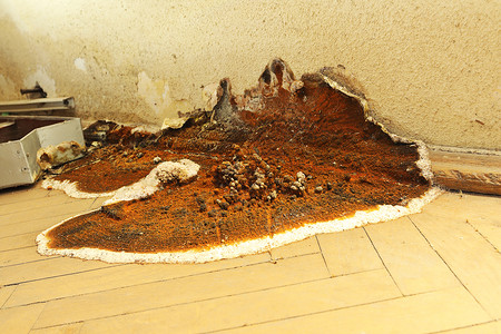 这是破坏力最大的真菌攻击建筑中的木制元素这对来说是最具破坏真菌它们正在制造一个巨大的古菌衰变丝体湿的图片