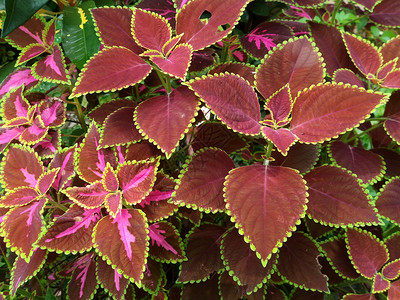酒红色赤锦紫苏叶PlectranthusscutellarioidesLRBr植被图片