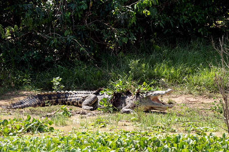 尼罗河鳄鱼Crocodylusniloticus照片拍摄于乌干达卡津加海峡美丽路德维希户外图片