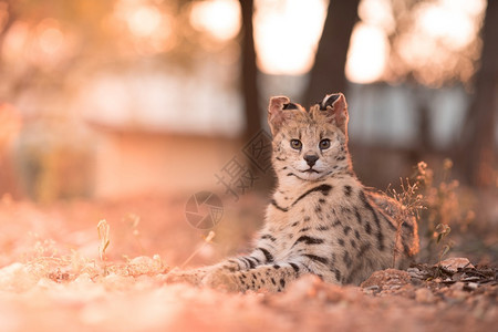 猫科动物兽一只野猫躺在地上耳朵朝看着相机的特写镜头一只野猫躺在地上耳朵朝看着相机的特写镜头白色图片