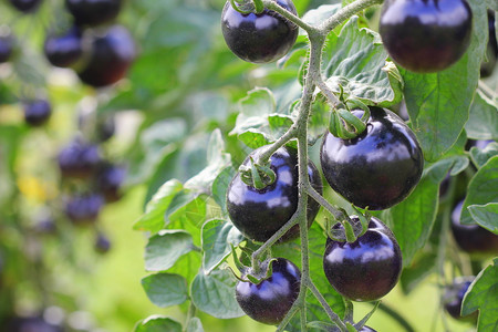 花园里的树枝上黑番茄靛蓝玫瑰农业老龄化进程新鲜图片