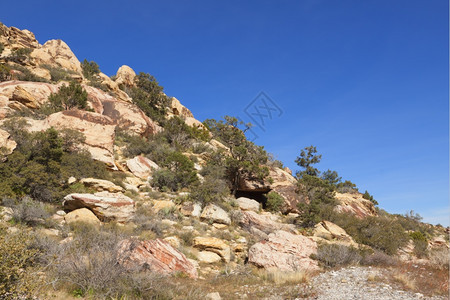 植物群荒野树观察莫哈韦沙漠干燥地貌和红岩层图片