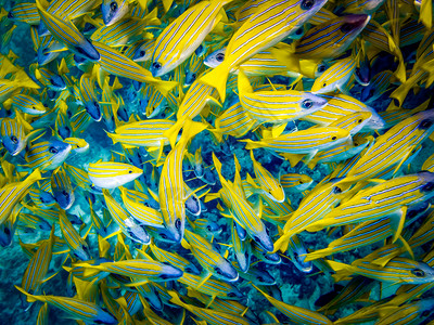 珊瑚黄色鱼背景息肉溪流图片