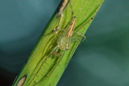 蛛形纲动物群叶子上的奥克西昂佩斯雅凡纳图罗可以跳跃来捕猎物氧化酶背景图片