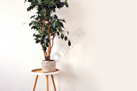 室内绿色植物种植在靠近空白墙的编织篮内图片