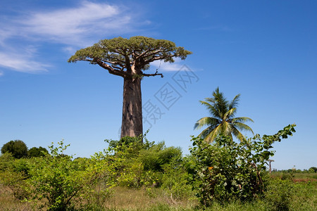 高的马达加斯岛广袤的一棵特别大猴面包树马达加斯岛广袤的一棵特别大猴面包树绿色非洲图片