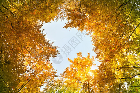 天季节郁葱在秋季森林中自然构成图片
