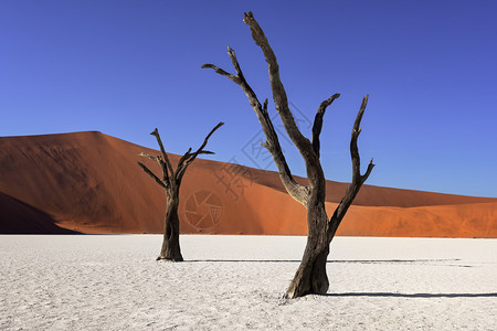 非洲纳米比亚NanobNaukluft公园的Deadvlei死相思树和红色沙丘白的早晨图片