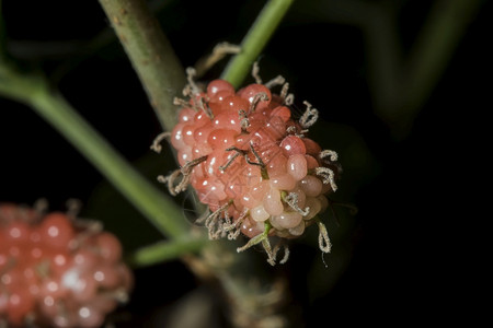 Mulberry是红色的变成紫黑或新鲜季节多汁的图片