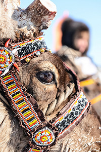 传统装饰雪橇中的驯鹿民族活动传统装饰雪橇中的驯鹿纳迪姆说明喇叭图片