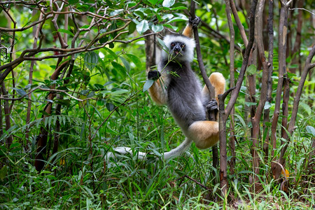 森林插画马达加斯岛热带雨林中的一只SifakaLemurLemur哺乳动物森林狐猴背景