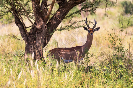 格瑞努克动物瓦莱里肯尼亚大草原上的GazelleGerenuk肯尼亚大草原上的图片