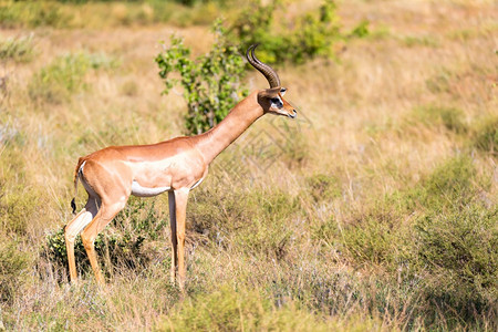 常设肯尼亚大草原上的GazelleGerenuk肯尼亚大草原上的Gerenuk植物群草食动图片