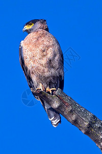 尼泊尔巴迪亚公园印度皇巴迪亚国公园白骨蛇鹰Spilornischeela生物多样观鸟态图片