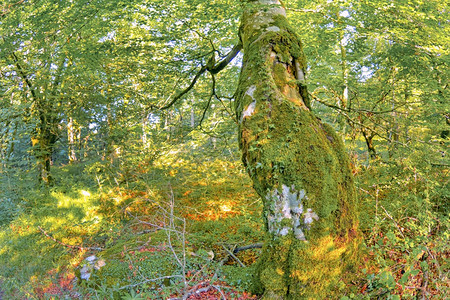 树健康生物群落森林景观瓦尔德雷霍自然公园瓦尔德戈维亚阿拉瓦巴斯克地区西班牙欧洲图片