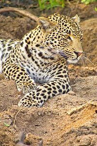 豹Pantherapardus克鲁格公园南非洲危险的脸动物学图片