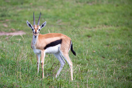 自然旅行肯尼亚大草原上的汤姆森瞪羚在一片草地中肯尼亚大草原的汤姆森瞪羚在草地中绿色图片