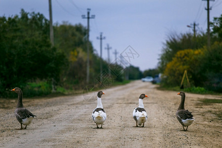 景观翅膀在村里自养鹅沿着泥土路行走家禽鸟自养鹅和在村里沿土路行走动物群图片
