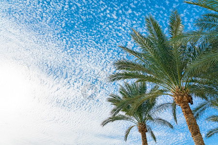 树木美丽的绿色棕榈树反对蓝晴朗的天空与轻云背景热带风吹棕榈叶美丽的绿色棕榈树反对蓝晴朗的天空与轻云背景热带风吹棕榈叶旅行自然图片