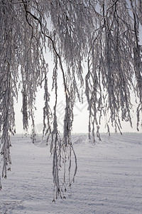 十二月森林冬季的枯萎树木覆盖着厚的雪层冻寒冷的冬天中特别是季的大自然烧树枝白色的植物图片