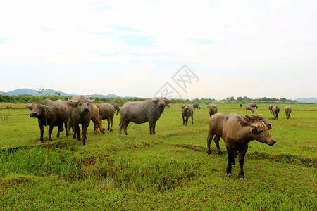 乡村的野外牛群风景草原图片