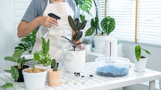 生长屋穿便衣的亚洲女园艺员照顾植物和喷洒雾瓶的水在家庭房间桌子上的植物同时从事业余活动家庭花园概念随意的图片