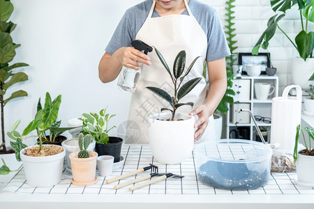 绿色植物学关心穿便衣的亚洲女园艺员照顾植物和喷洒雾瓶的水在家庭房间桌子上的植物同时从事业余活动家庭花园概念图片