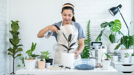 农业植物学穿便衣的亚洲女园艺员照顾植物和喷洒雾瓶的水在家庭房间桌子上的植物同时从事业余活动家庭花园概念闲暇图片
