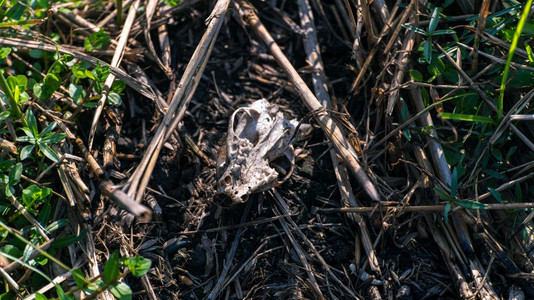 木炭危险野火在森林中烧死老鼠头骨砍伐森林滥纵火导致动物受苦和图片