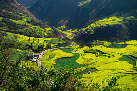 罗平太阳村油菜花田图片