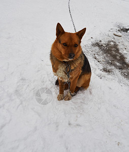 可爱的伴侣动物白雪上坐着一条皮带的红头发狗图片