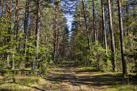 雪泥移动通过汽车和人的森林进入狭窄路线9月在混合森林中的秋季地貌林路之间的道森林与之间的公路以及9月在混合森林中的秋色太阳图片