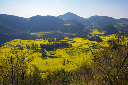 罗平油菜花田图片