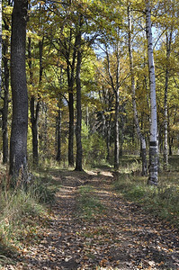 橡木绿色晴天在阳光明媚的秋天森林中在白树和橡之间的泥土路图片