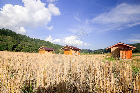 草稻田中间的三小屋已经收获了各种产品已收成植园农场图片