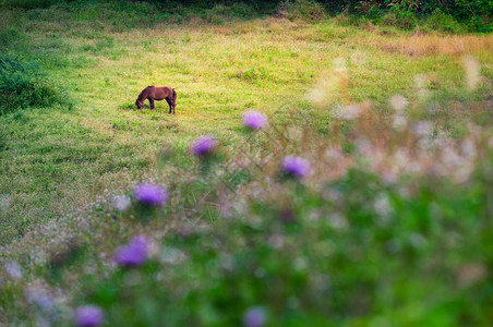 美丽棕色的黄马在草地上吃前景是模糊的紫色花朵马在草地上图片