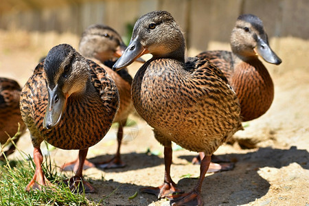 春天阿纳斯夏在阳光明媚的夏日池塘野生动物中美丽的野鸭年轻水鸟图片
