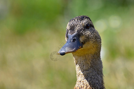 河生活在阳光明媚的夏日池塘野生动物中美丽的野鸭年轻水鸟一种黄色的高清图片素材