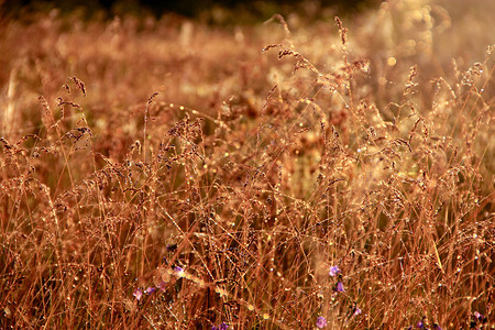 太阳高草在日出时覆盖着露水阳光下的草甸阳光照亮地上的黎明时有露水清晨阳光下的草甸植物黎明时有露水的田野叶子早晨图片