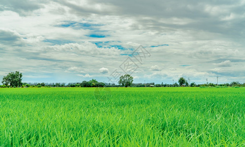 亚洲稻田有机水农场热带风景与蓝天空白云的对比农业户外空气场农业室内和植物间环境气候及生态环境长土地春天图片