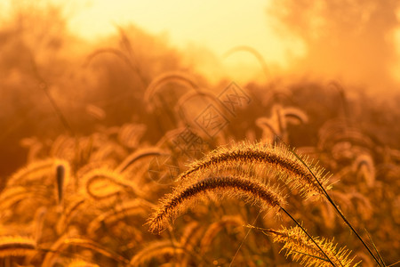 清晨黎明时分青草花朵在农村橙色草原本底的金阳光田野草花与晨阳光开始新的一天或生命概念美丽季节艺术图片