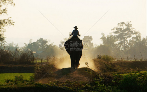 旅游阴影骑着大象在越南乡村路上行走的人休光月通过泥土尘灰而成的方式马哈外骑着这头野兽到布梅图特旅行男人图片