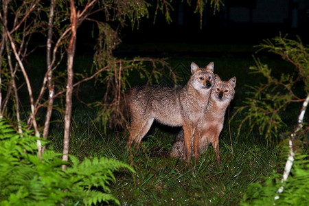 狗户外草原晚上在地交配苏夫特专心于胡狼的图片