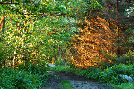 森林sunrsquos的光线照亮了杉树林阳光洒在了松树林风景优美夏天图片